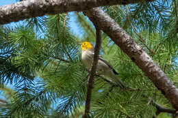 Image of Hermit Warbler