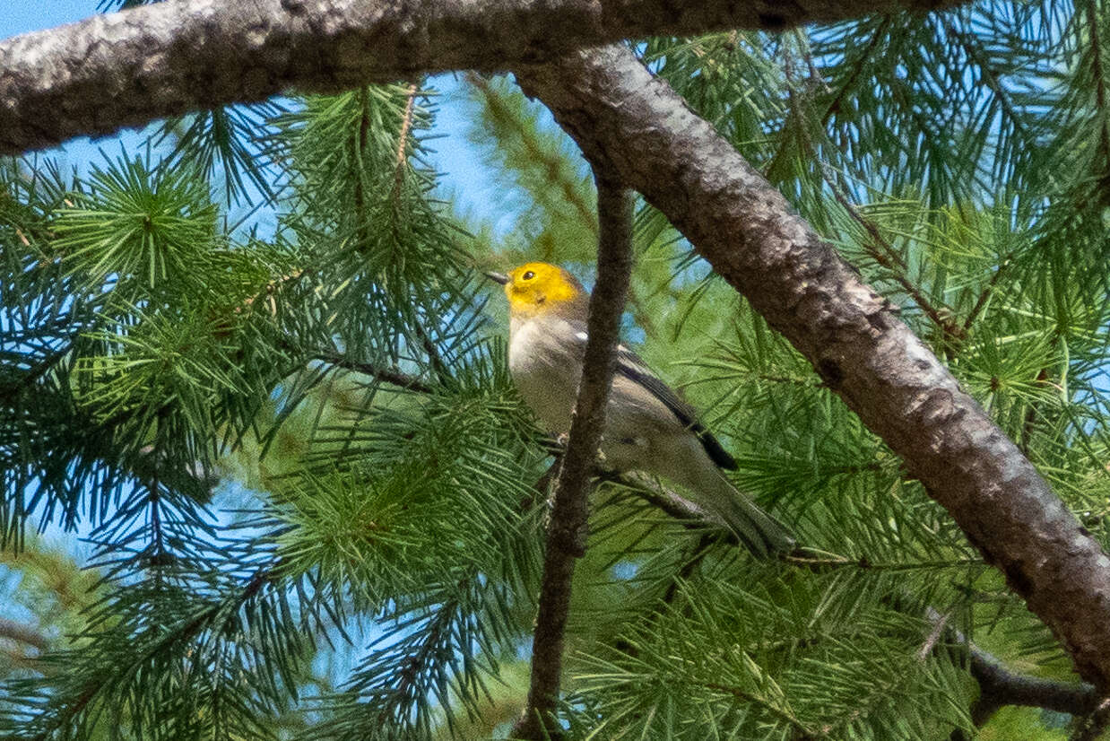 Image of Hermit Warbler