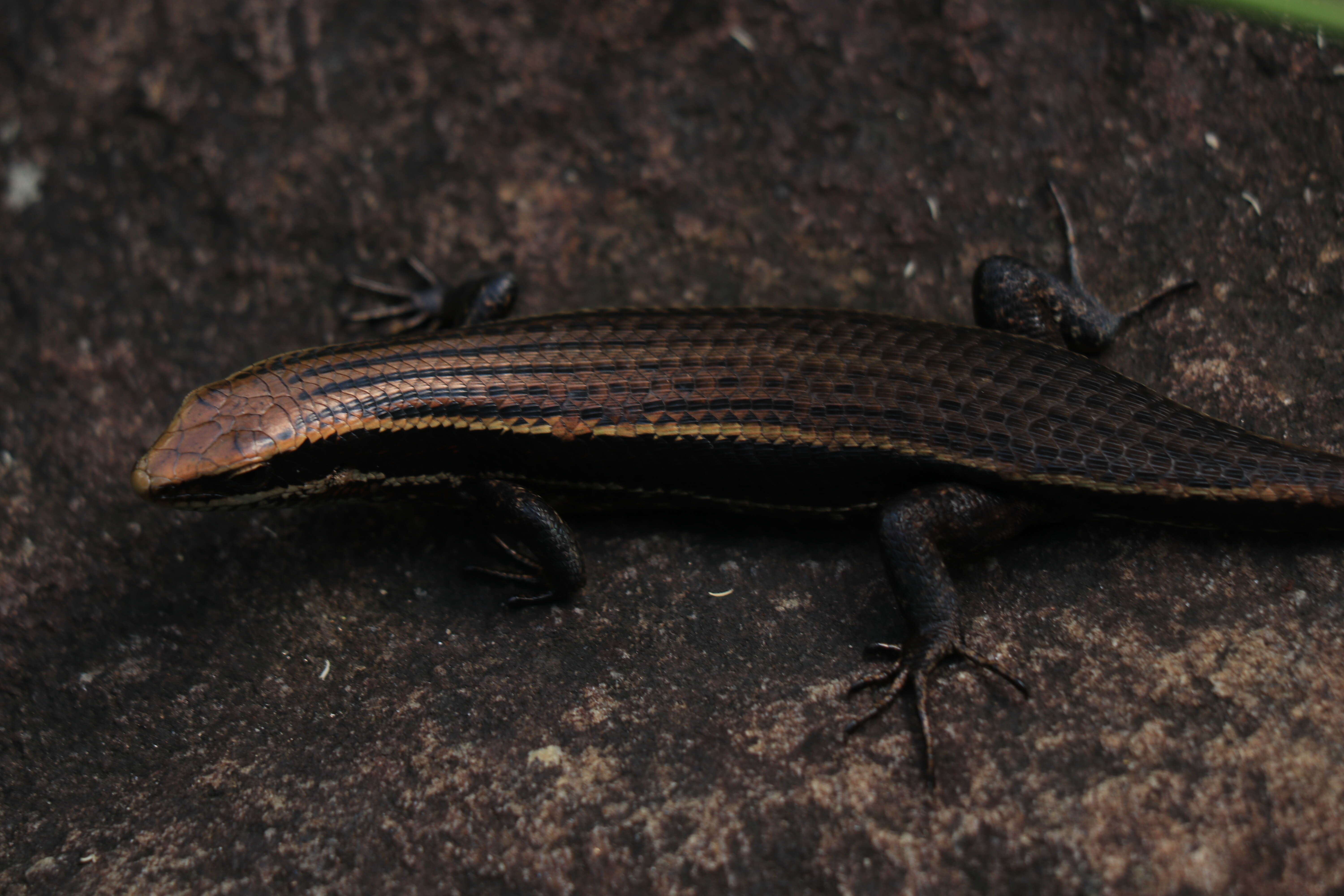 Image de Ophisops leschenaultii (Milne-edwards 1829)