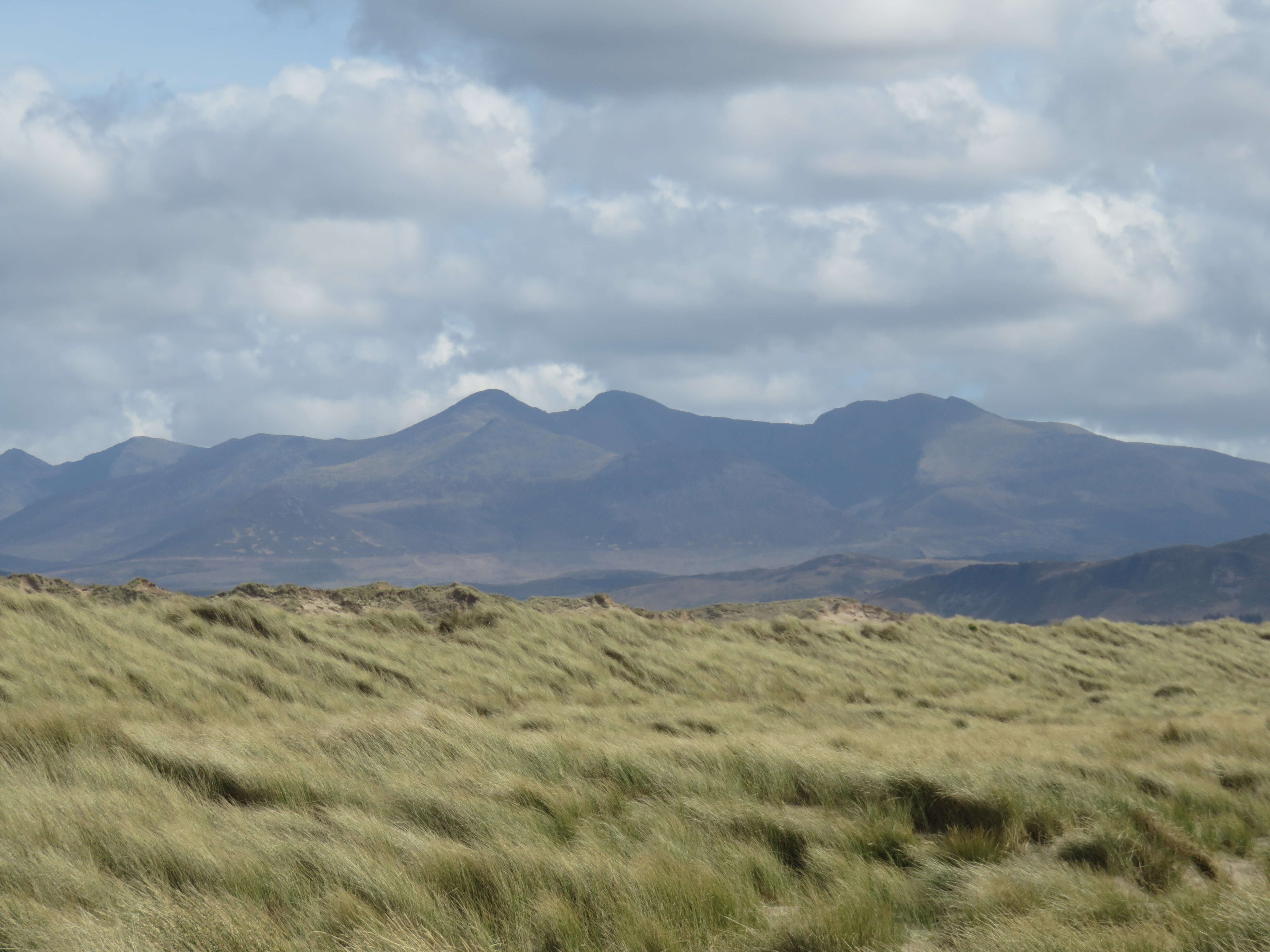 Image of European beachgrass