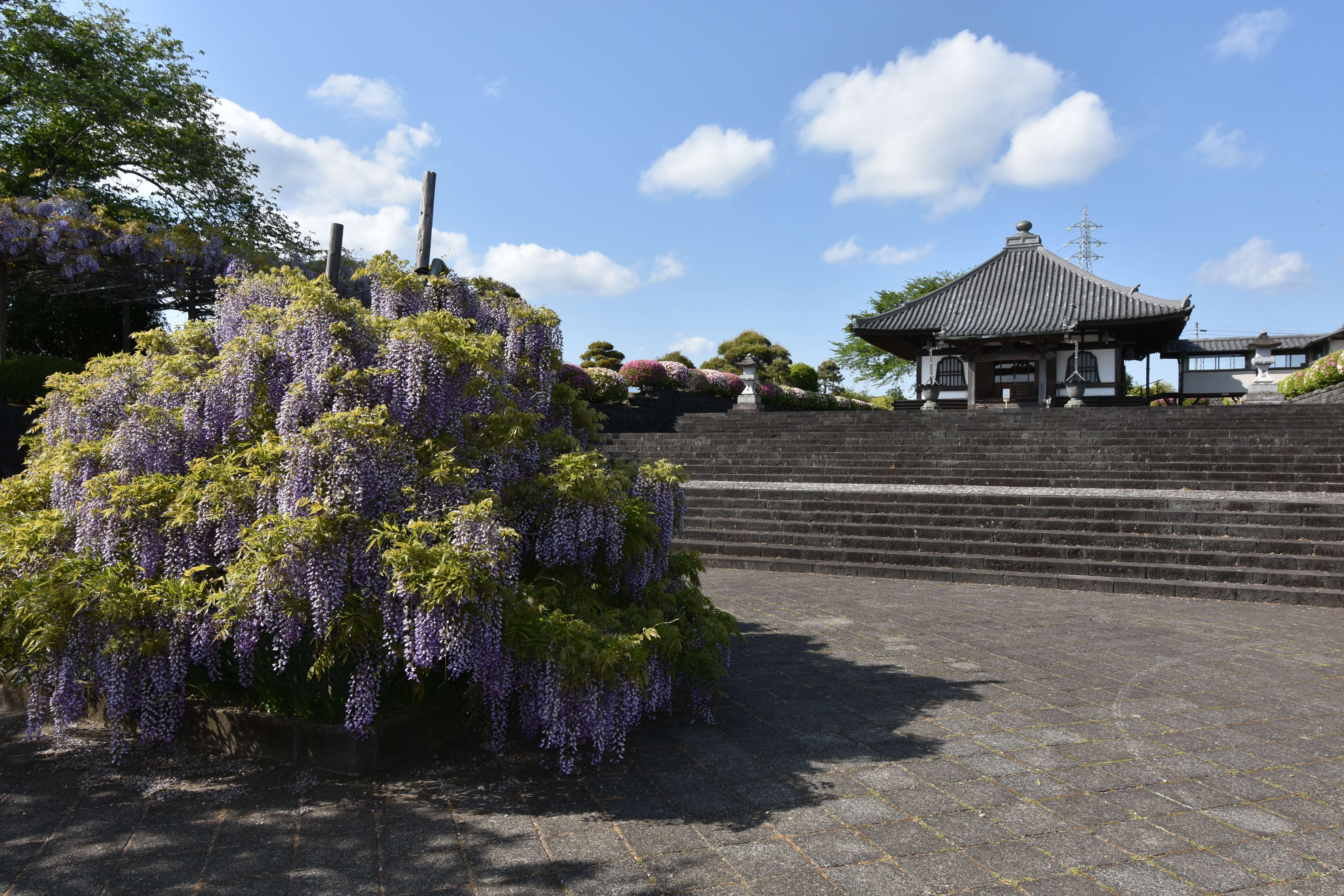 Plancia ëd Wisteria floribunda (Willd.) DC.