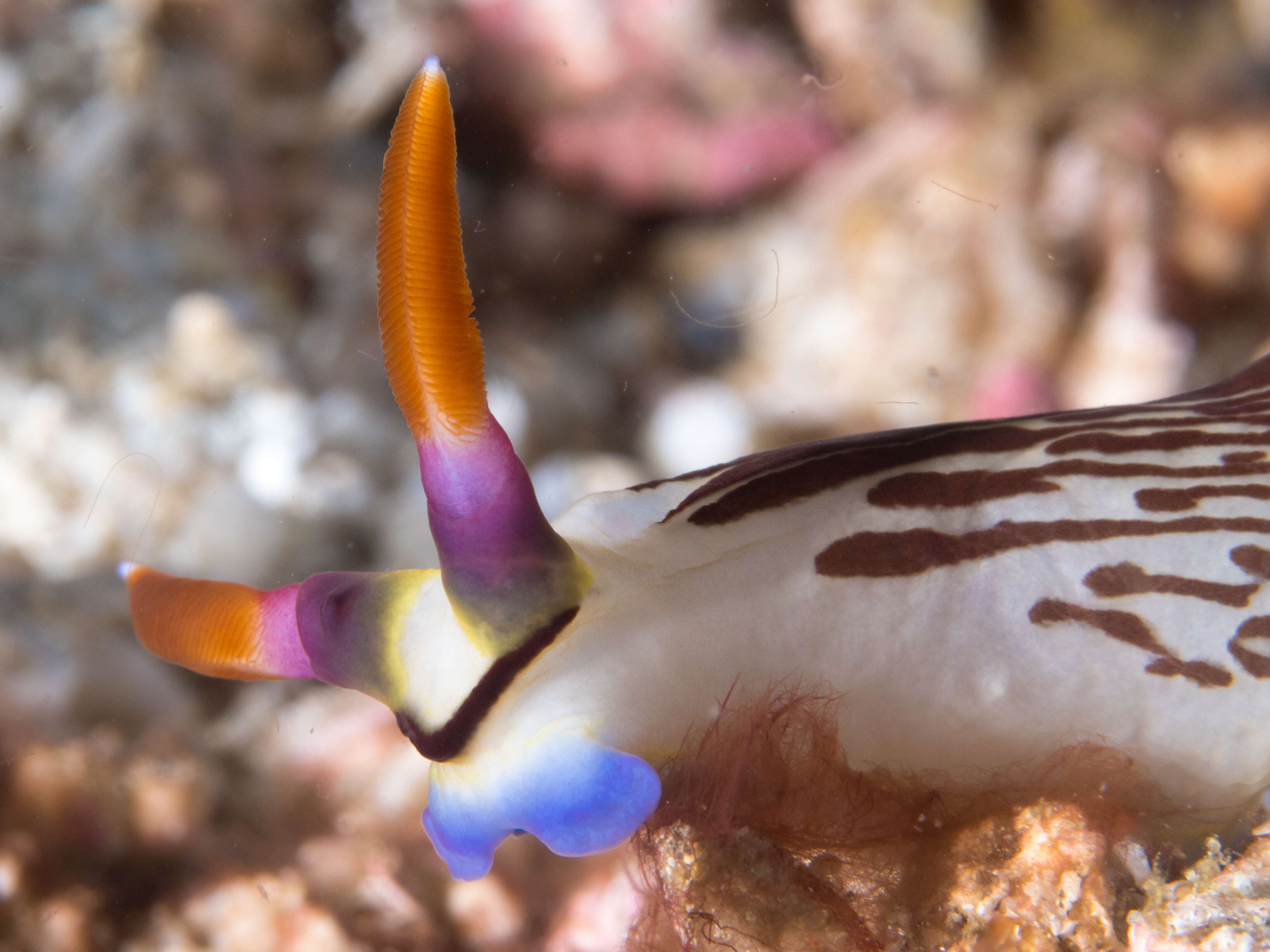 Image of Fine lined slug