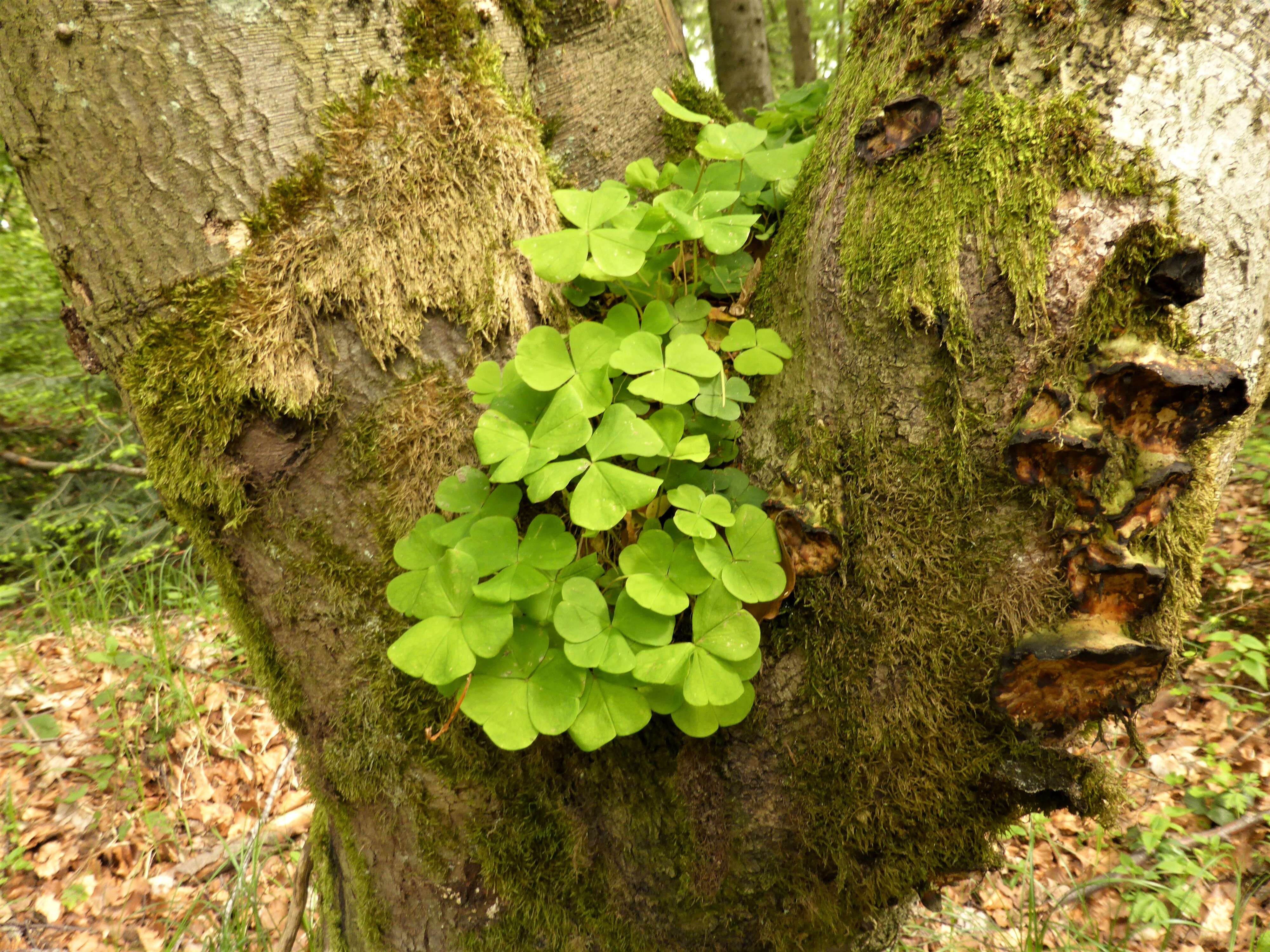 Imagem de Oxalis acetosella L.