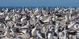 Image of Australasian Gannet