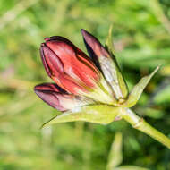 Image de Gentiane Pourpre