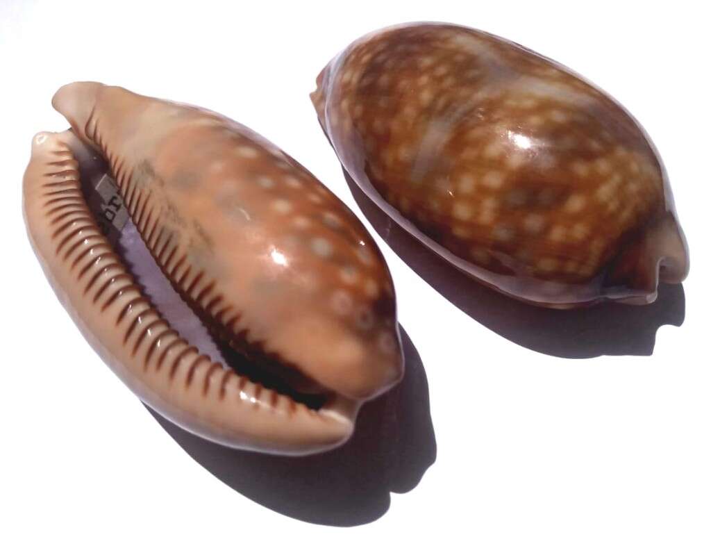 Image of measled cowrie