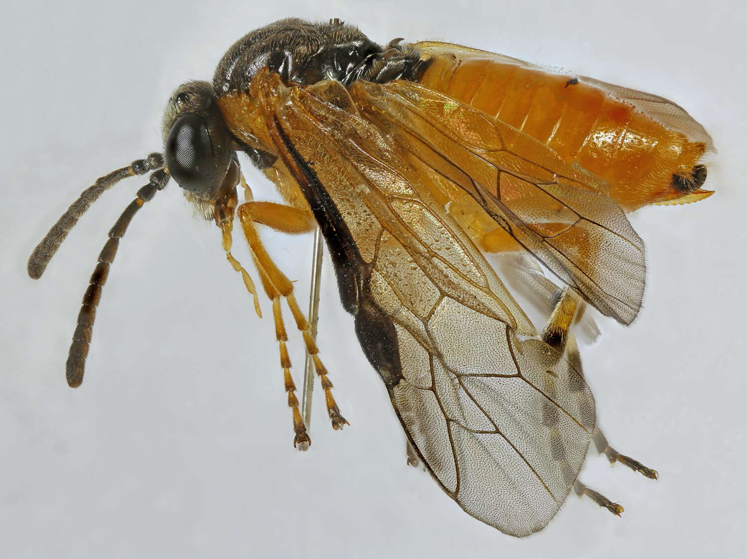 Image of <i>Athalia circularis</i>