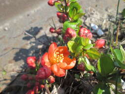 Слика од Chaenomeles japonica (Thunb.) Lindl. ex Spach