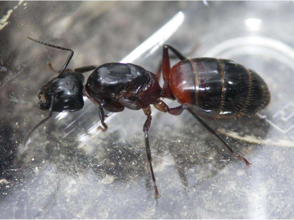 Imagem de Camponotus ligniperda