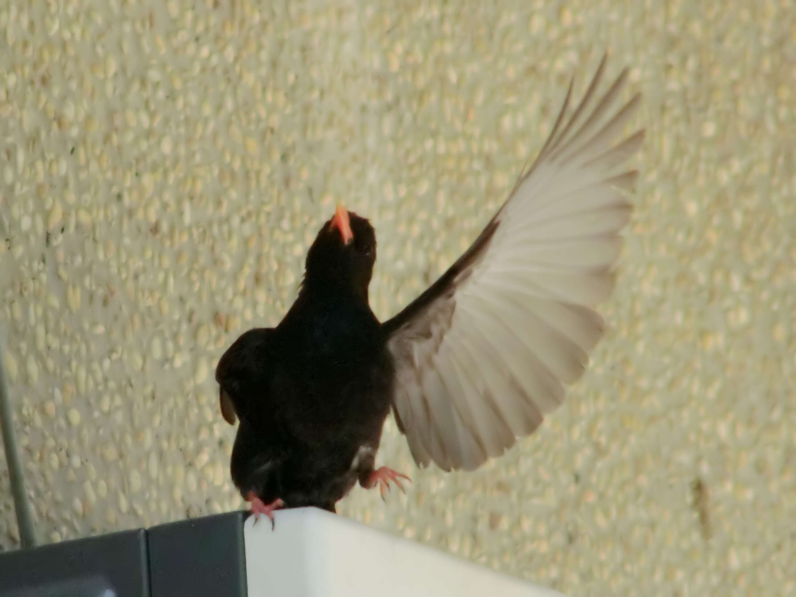 Image de Bulbul noir