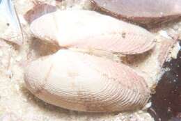 Image of common otter clam