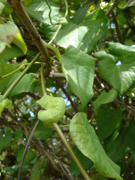 صورة Aristolochia elegans Mast.