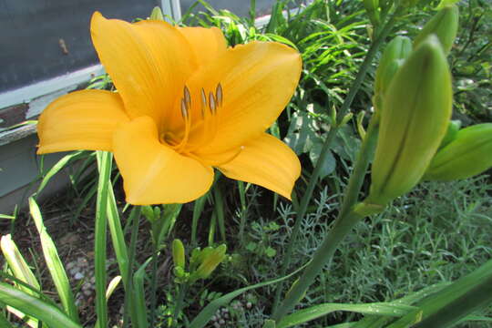 Image of lemon day-lily