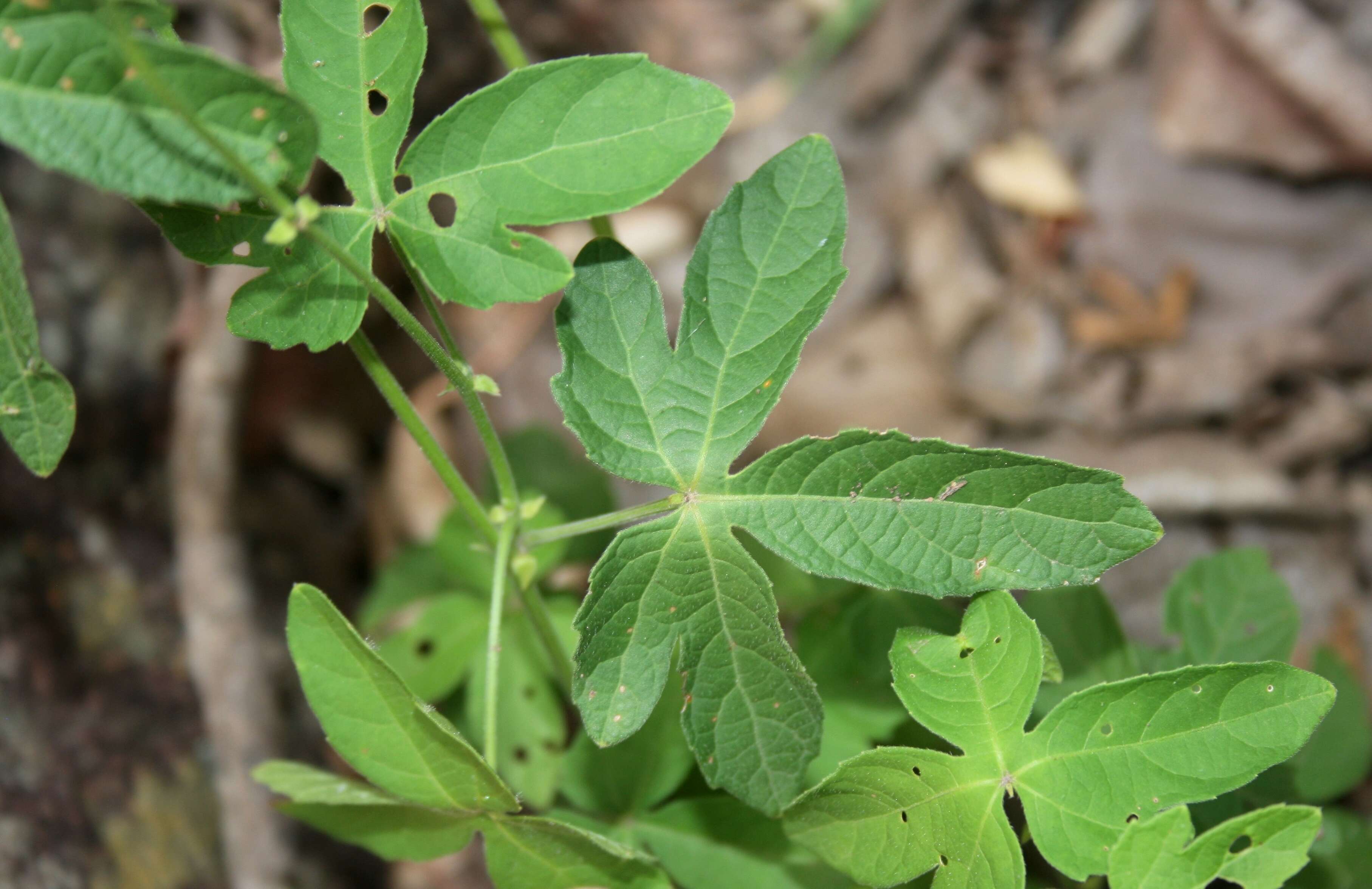 Image of Dalechampia capensis A. Spreng.