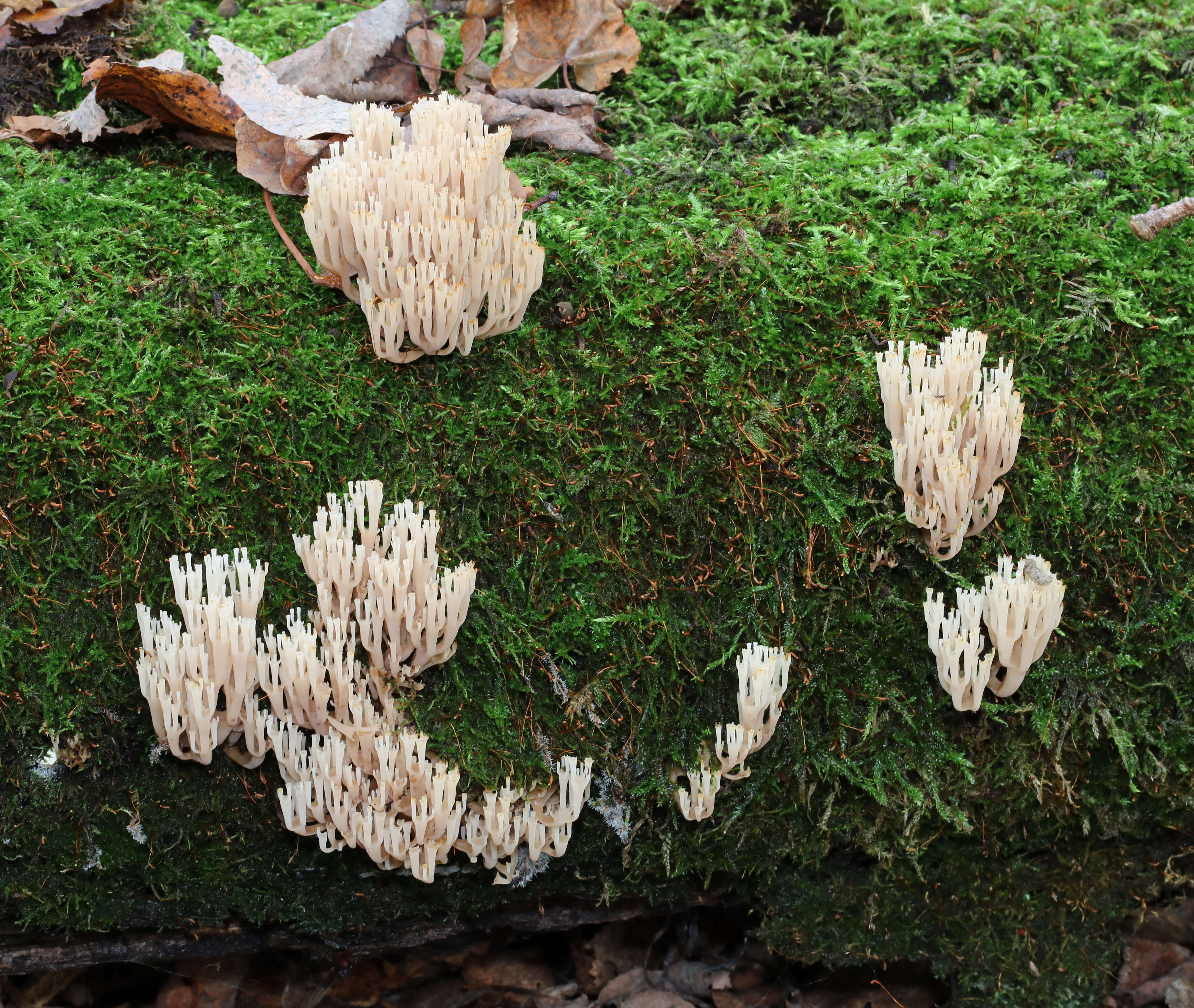 Image of Artomyces pyxidatus (Pers.) Jülich 1982