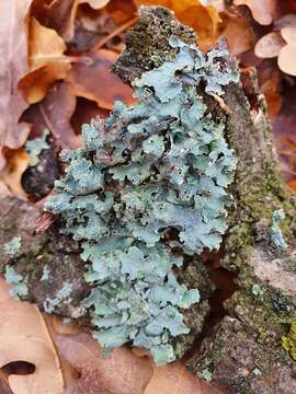 Image of Hammered shield lichen