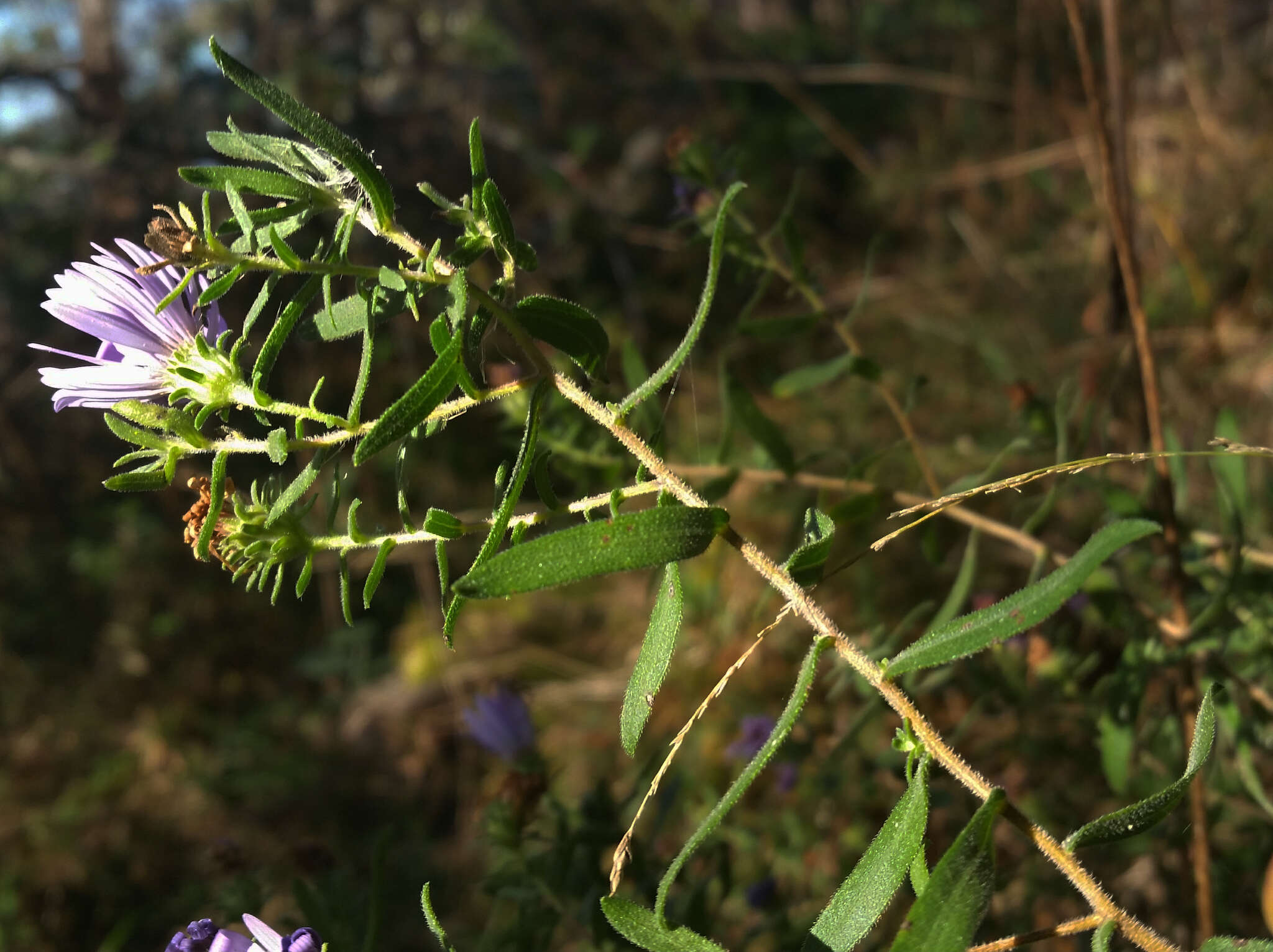 Image of aromatic aster