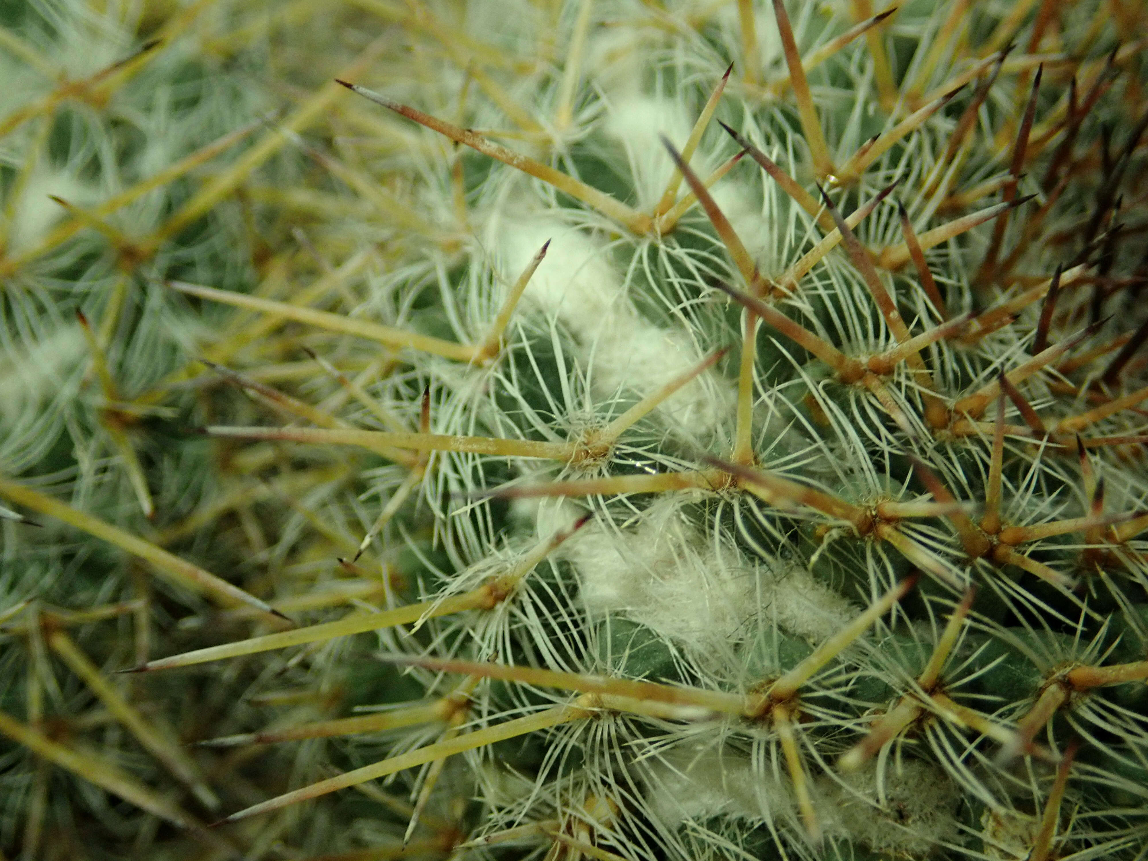 Image of Owl's eye cactus