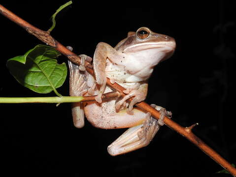 Image of Himalayan Tree Frog