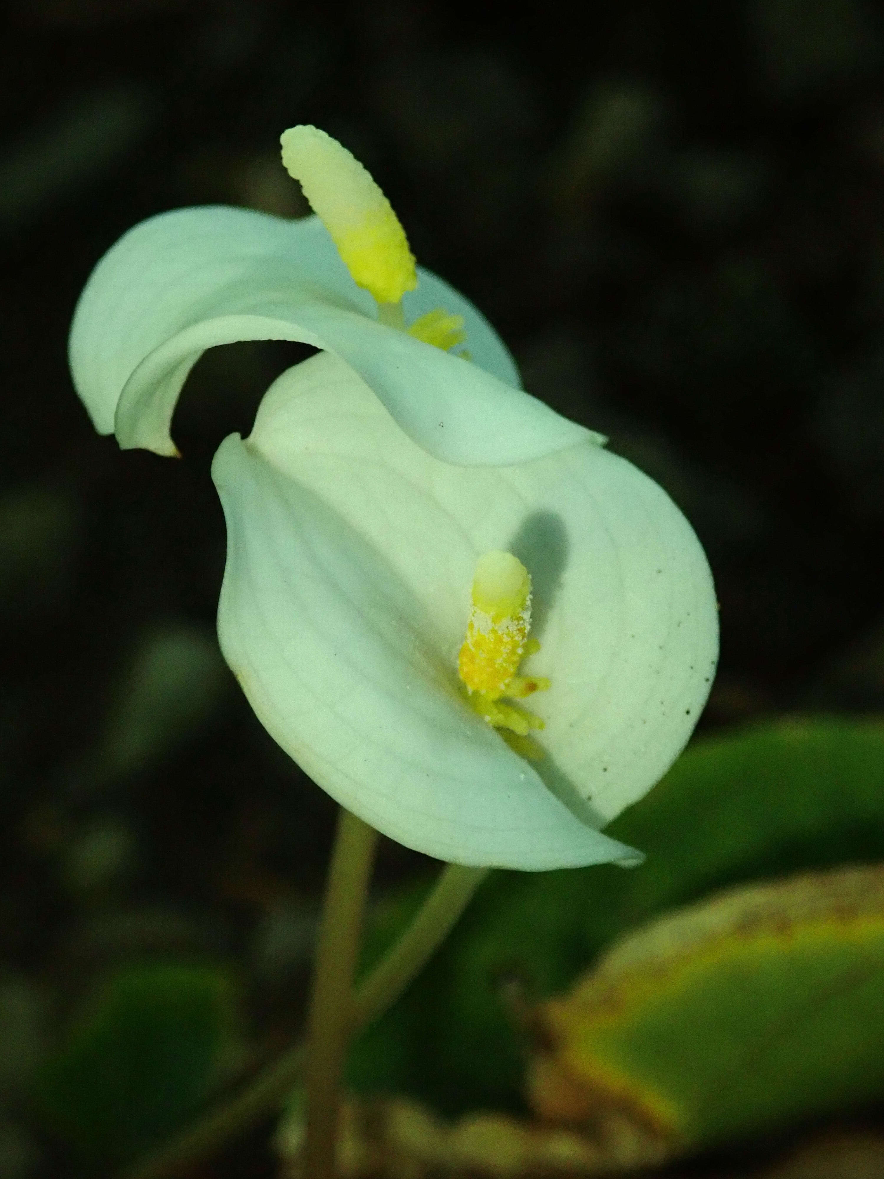 丽白芋属的圖片