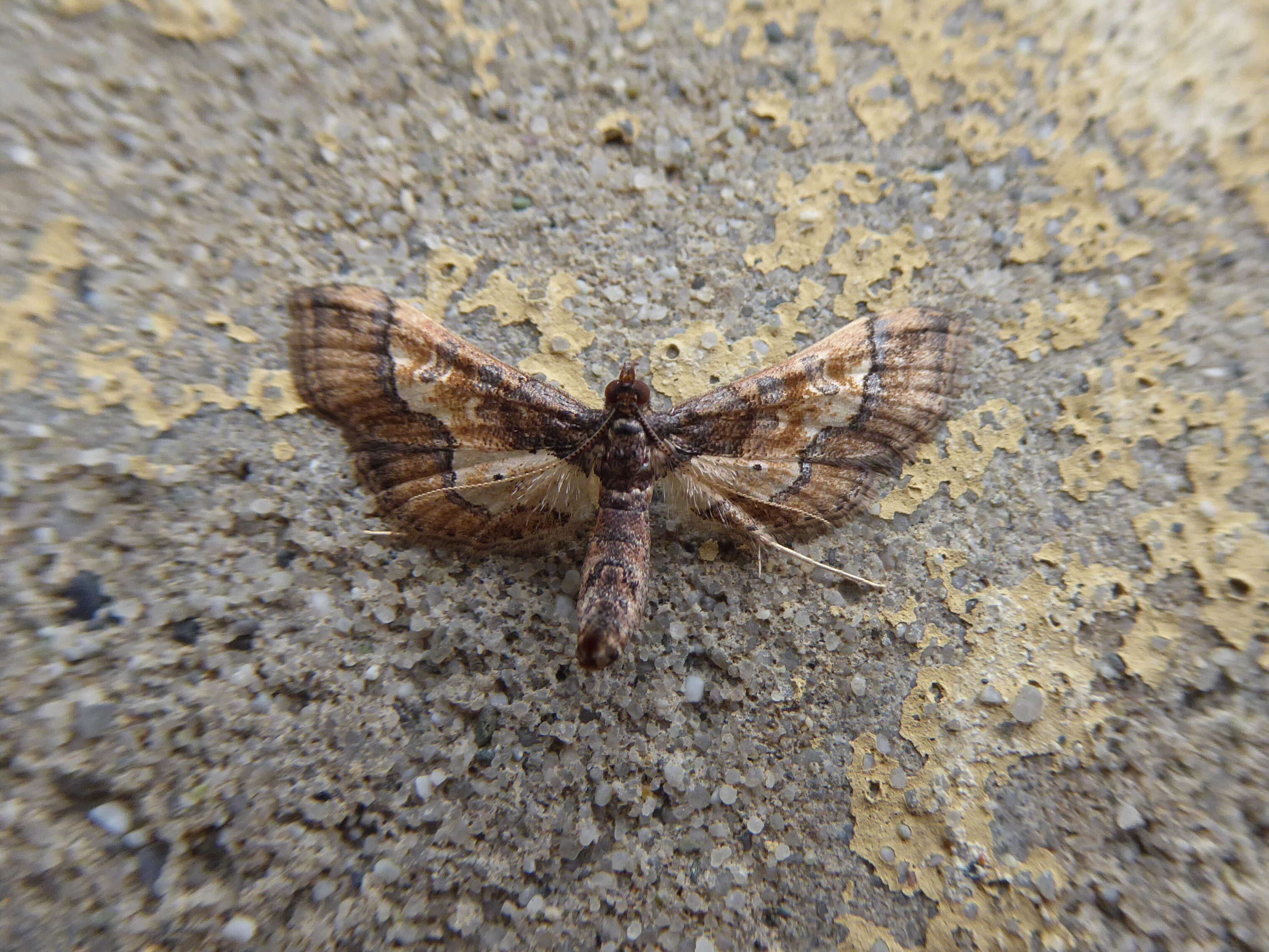 Image of Ornate Hydriris Moth