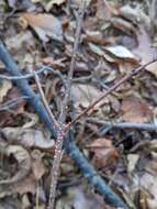 Image of Nectria cinnabarina (Tode) Fr. 1849