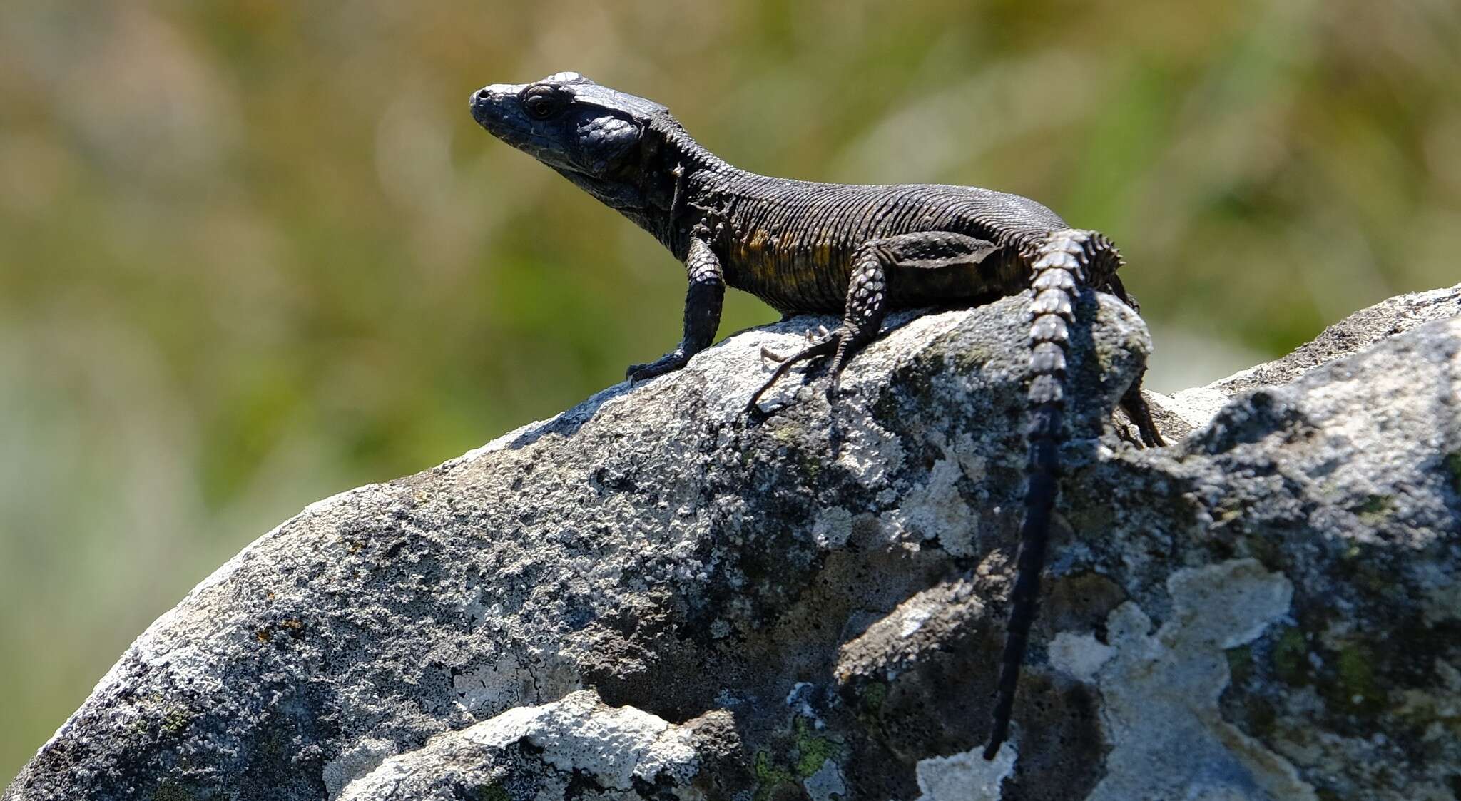 Image of Northern Crag Lizard