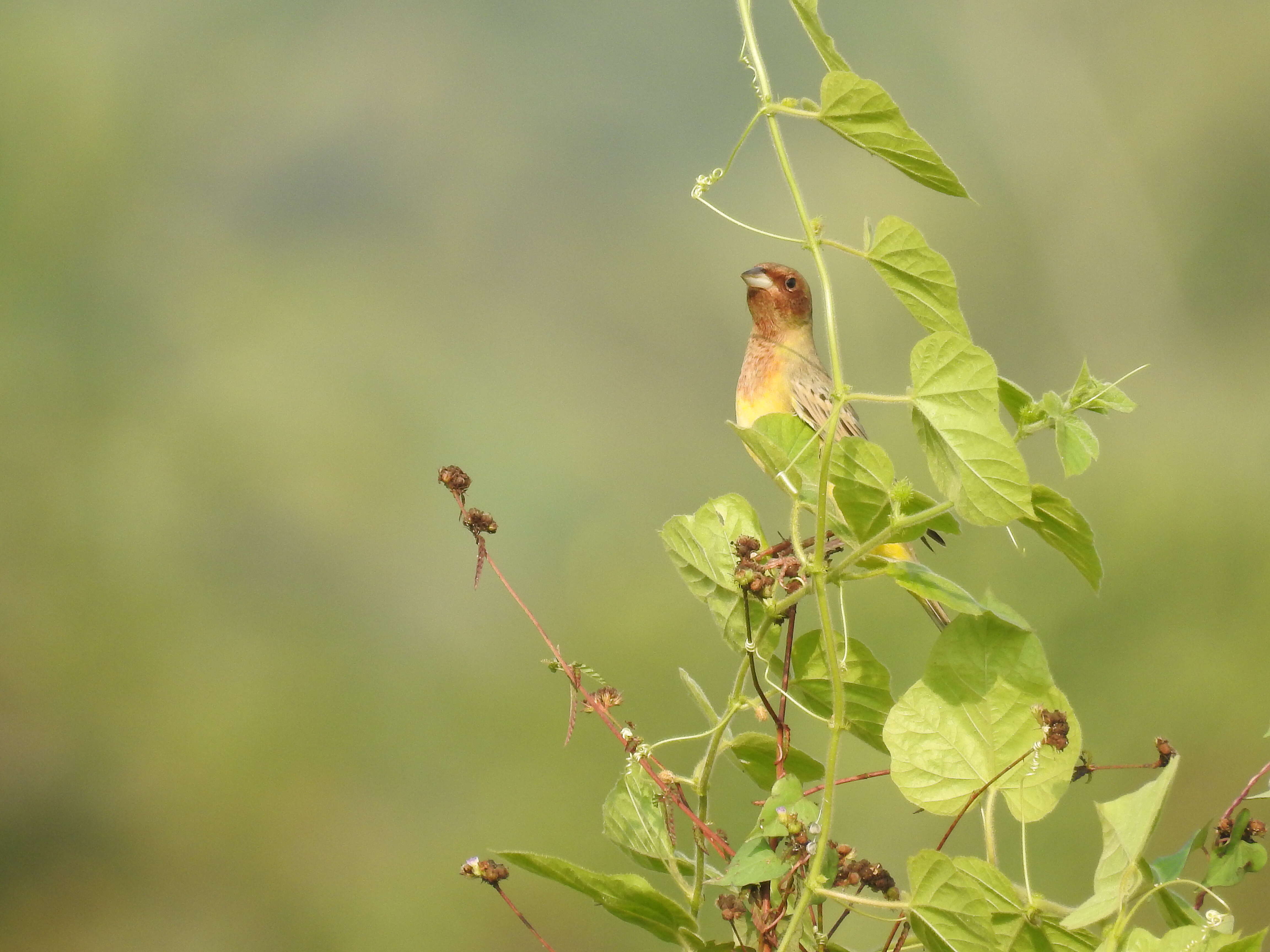 Image of Brown-headed Bunting