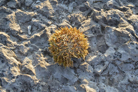 Image of green sea urchin