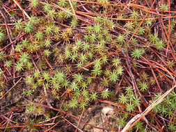 Image of juniper polytrichum moss