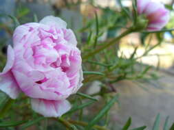 Image of Moss-rose Purslane