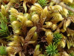 Image of rhytidium moss