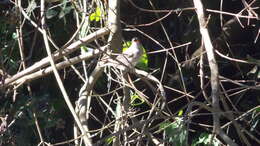 Image of White-crested Elaenia