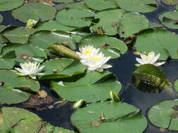 Image of European white waterlily