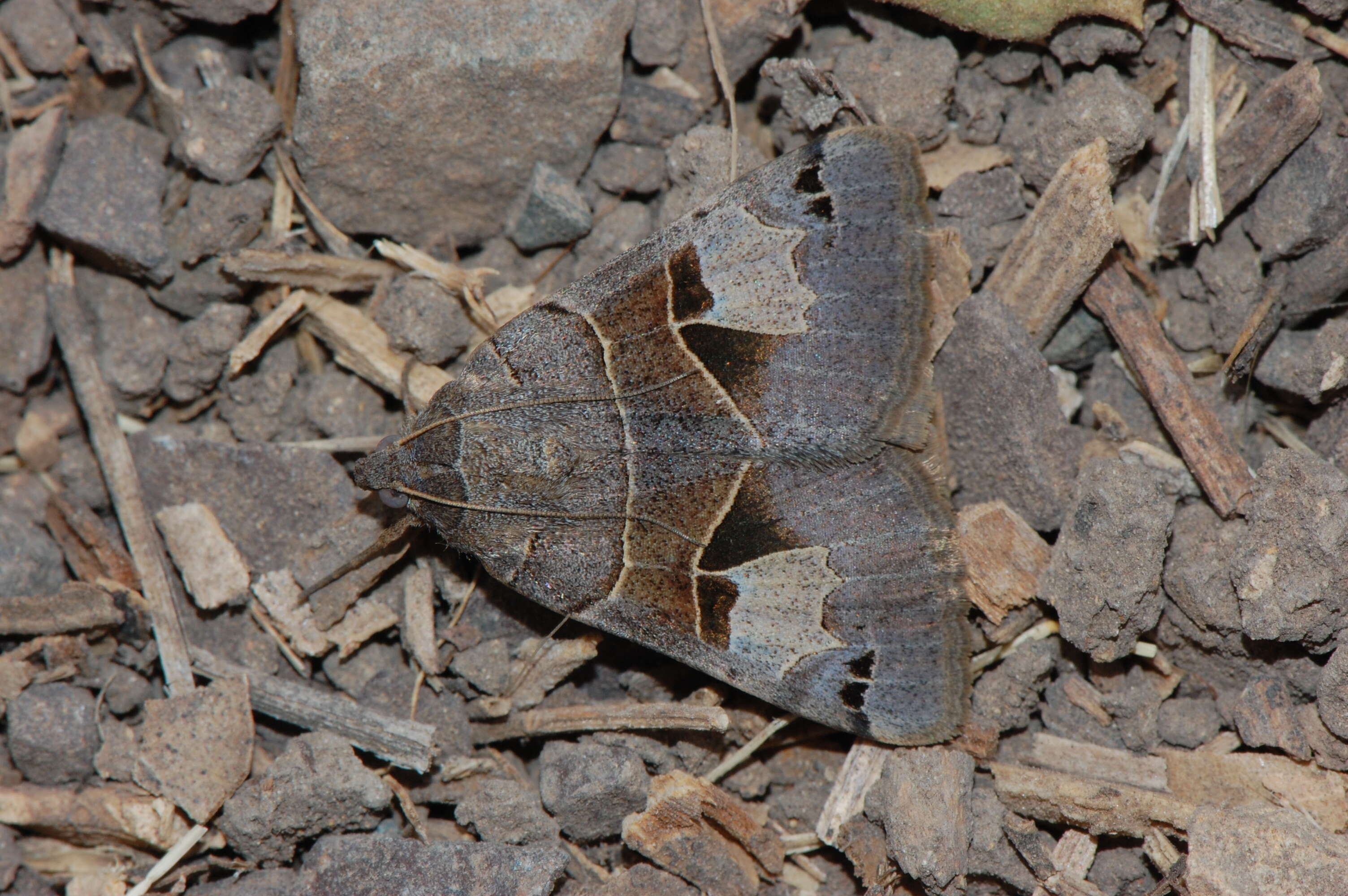 Image of Drasteria edwardsii