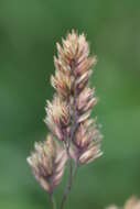 Image of Cocksfoot or Orchard Grass