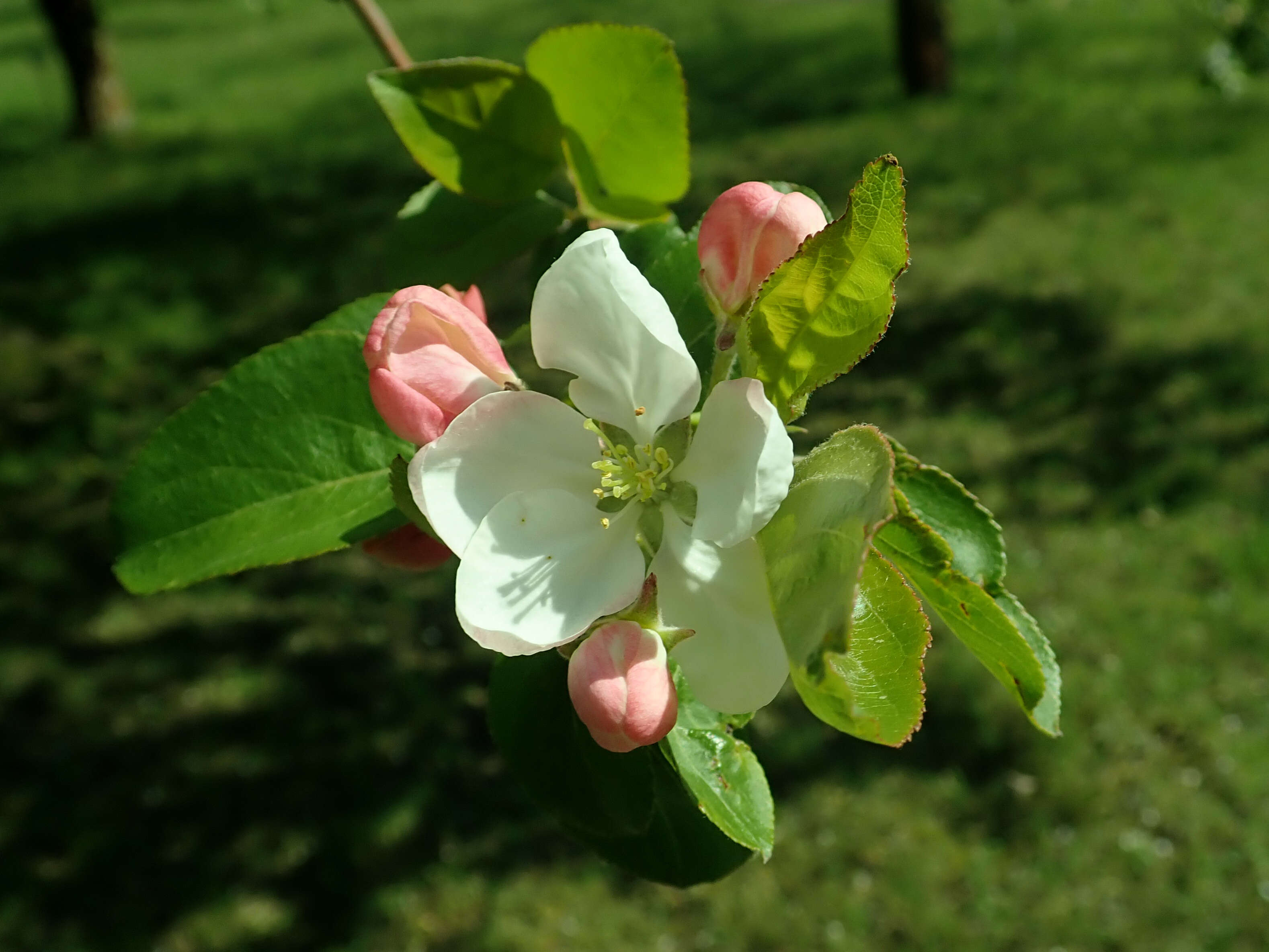 Image of Manchurian crab apple