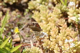 Image of Junonia grisea