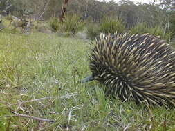 Image of echidnas