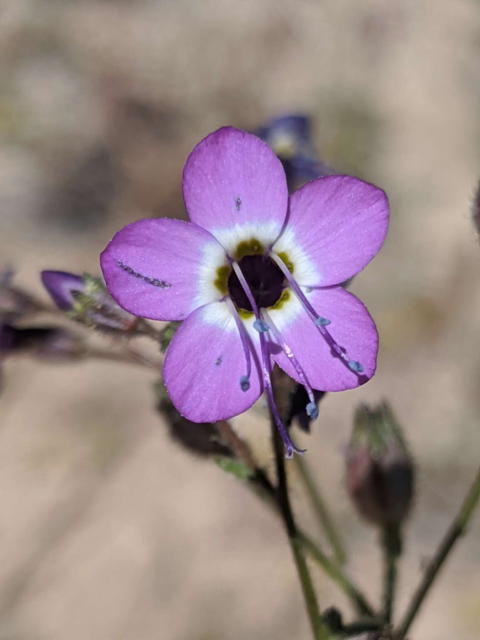 Image of Nevada gilia