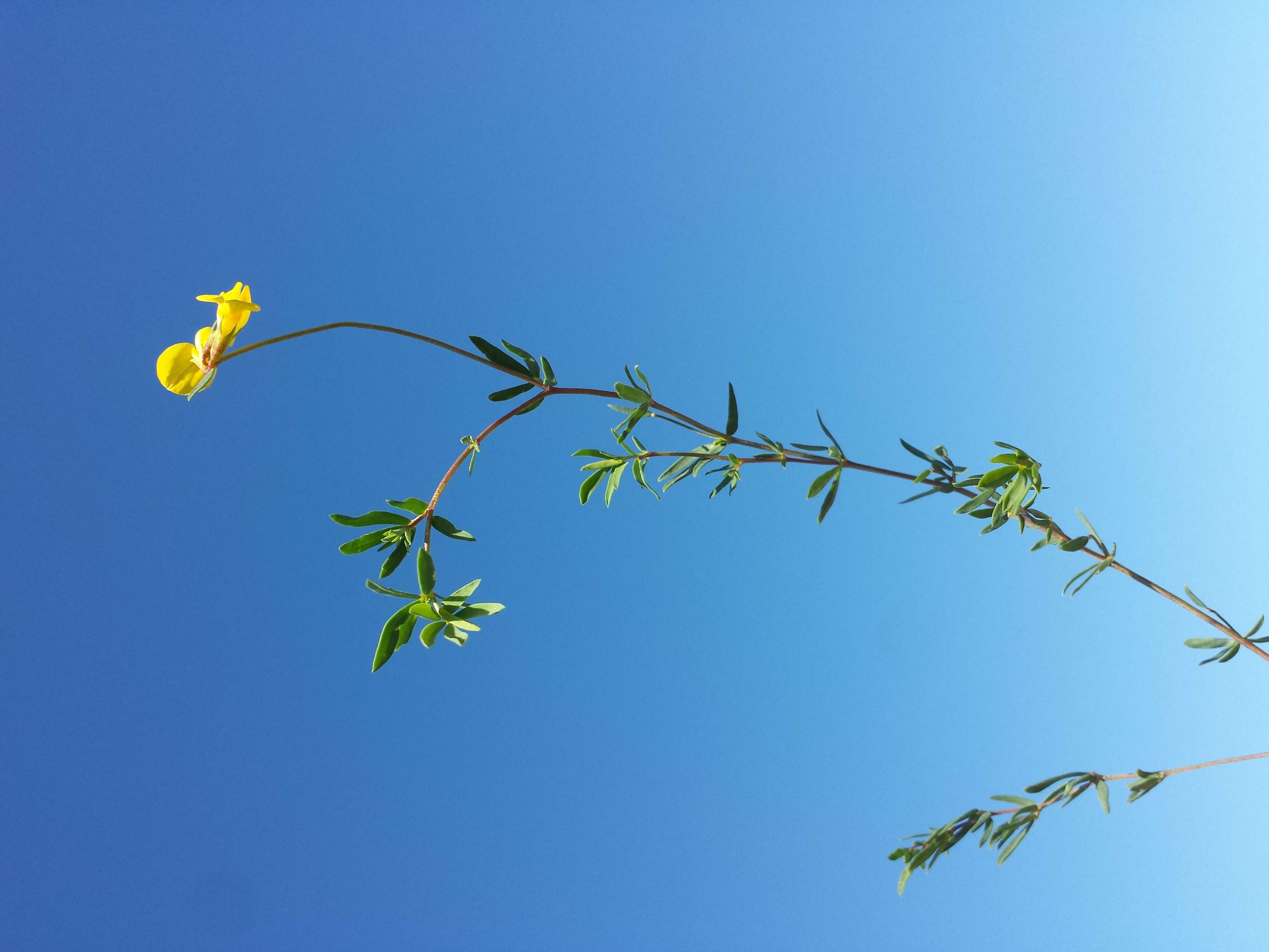 Image of Narrow-leaved Bird's-foot-trefoil