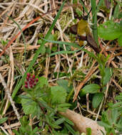 Image of broad-bordered bee hawk-moth