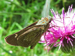 Image of Zinaida pellucida