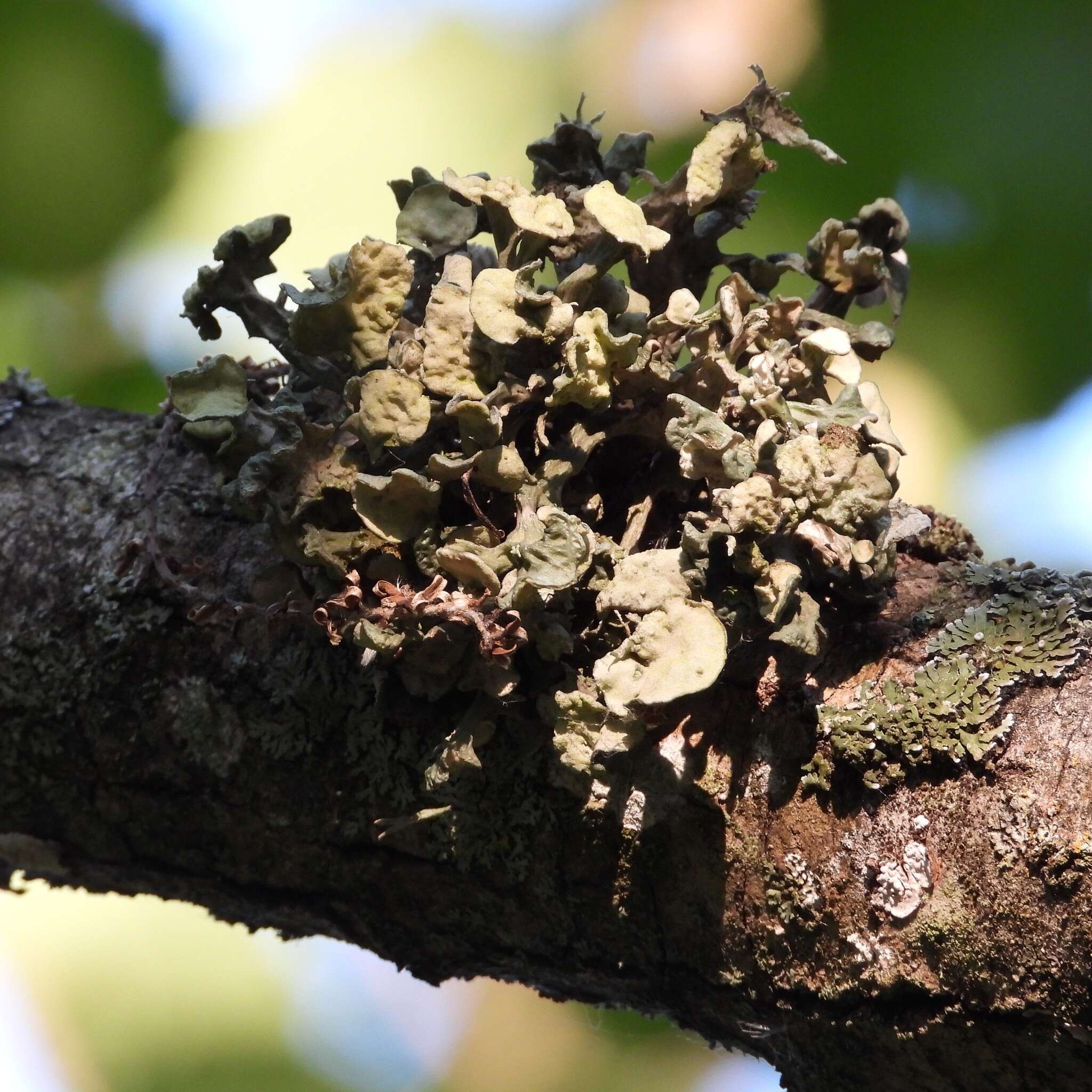 Image of Cartilage lichen