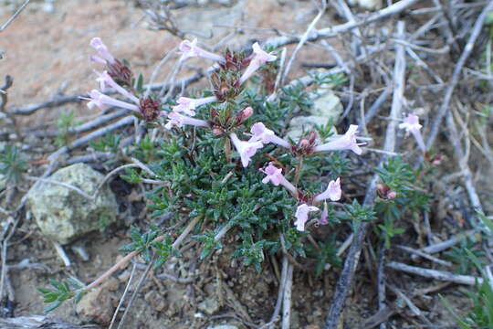 Слика од Thymus integer Griseb.