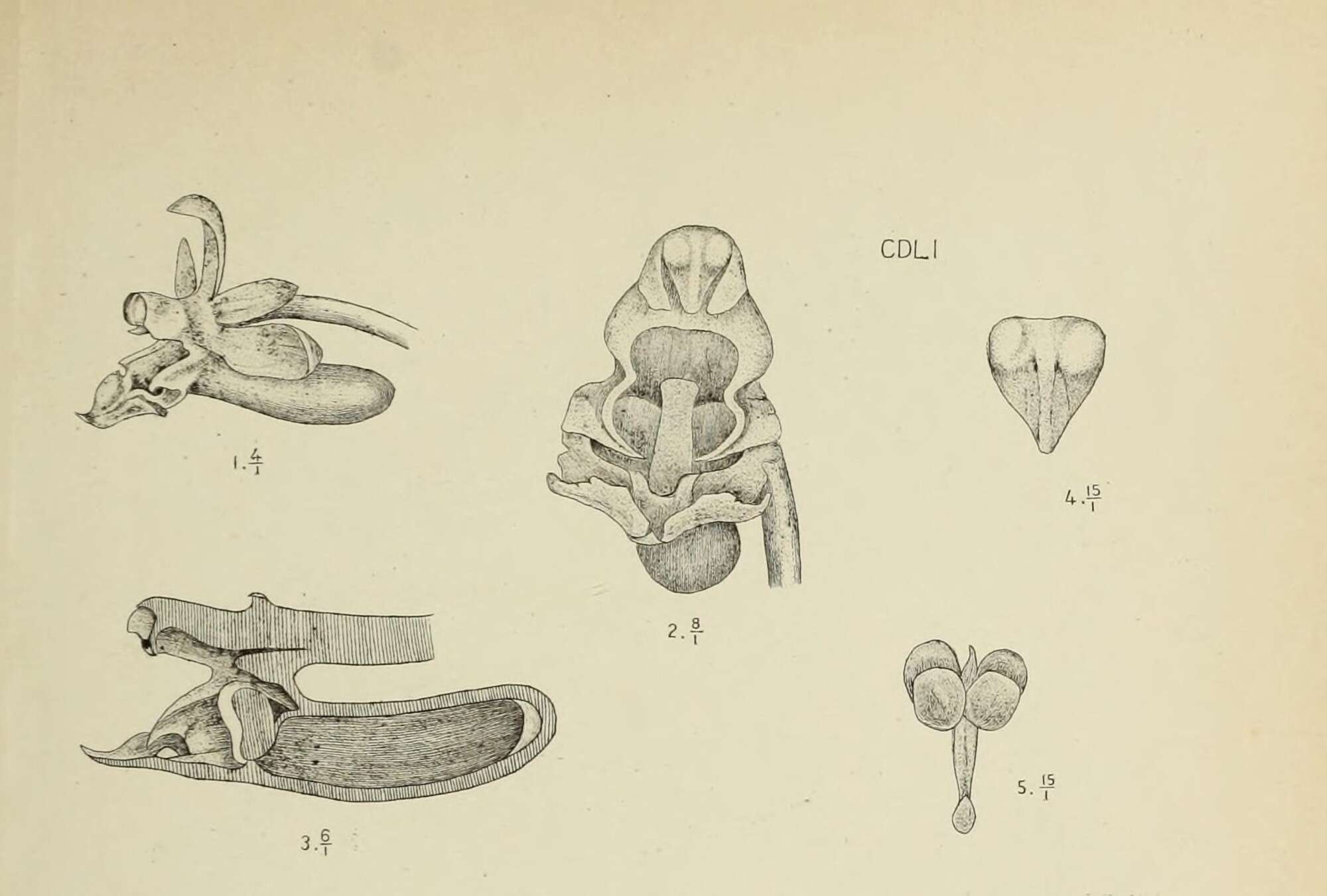 Image of Cleisostoma sagittatum Blume