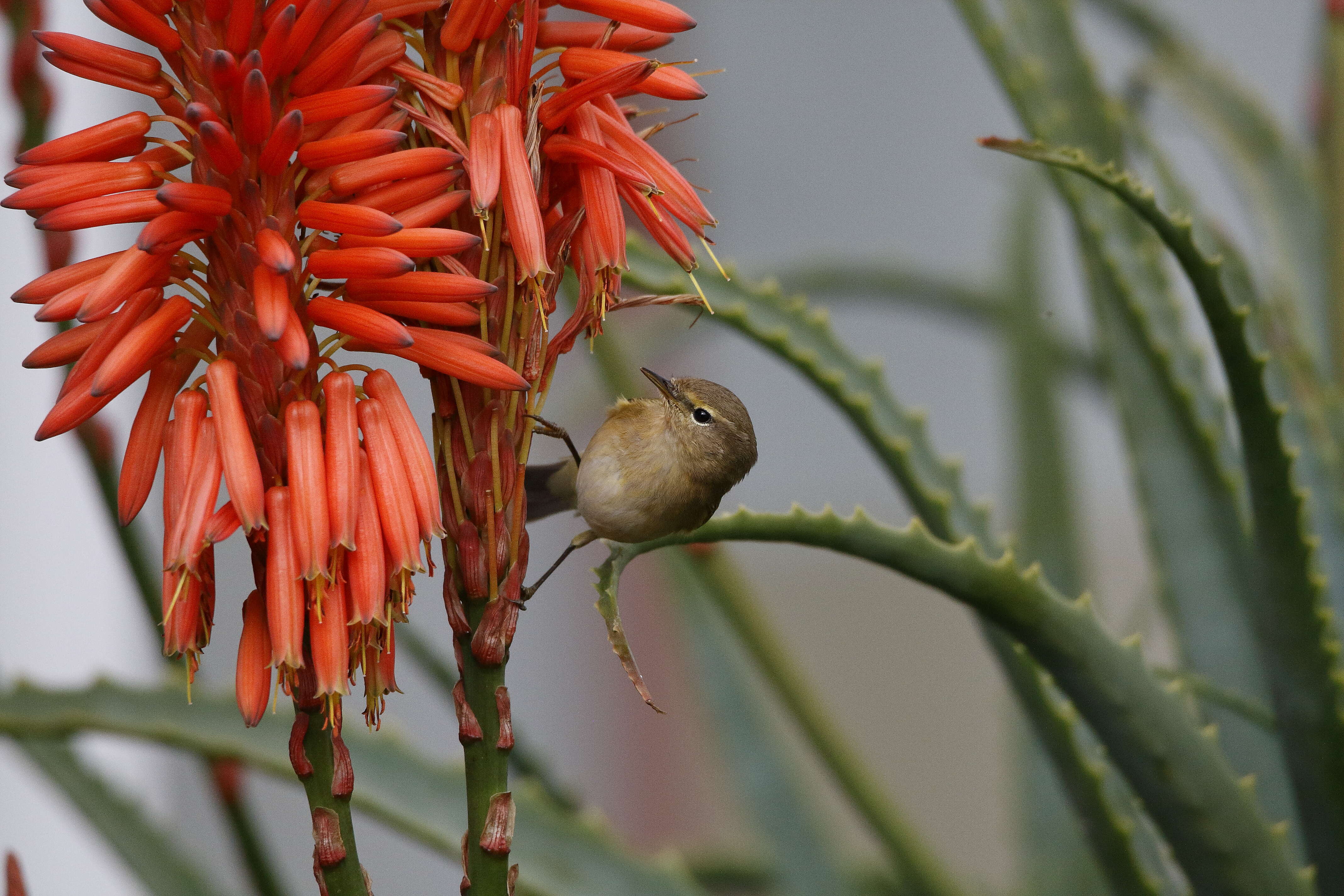 Image of Common Chiffchaff