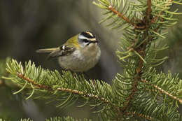 Image of Common Firecrest