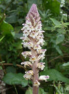 Imagem de Orobanche reticulata Wallr.