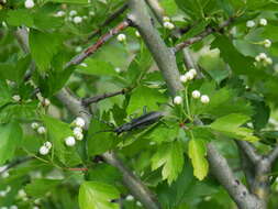 Image of capricorn beetle